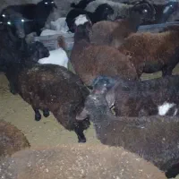 بره نر   چاق کشتاری|حیوانات مزرعه|نیشابور, مازول|دیوار