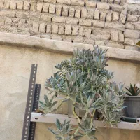 کاکتوس|گل و گیاه طبیعی|ملارد, |دیوار