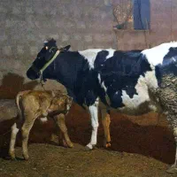 گاو و گوساله نر