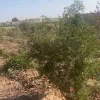زمین-باغی-بدون-فنس