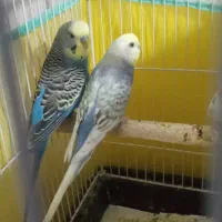 جفت مرغ عشق تضمینی