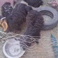 الکی مزاحم نشید|حیوانات مزرعه|سراوان, |دیوار