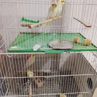 عروس هلندی بالغ وجوجه|پرنده|نیشابور, شهید بهشتی|دیوار