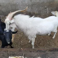 نر بز اصل فرانسوی|حیوانات مزرعه|مشهد, شهرک مهرگان|دیوار