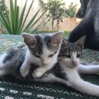 واگذاری رایگان بچه گربه