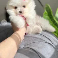 انوا.ع نژاد سگ های آپارتمانی|سگ|شیراز, فضلآباد|دیوار