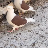 کبوتر پشت دار|پرنده|تاکستان, |دیوار