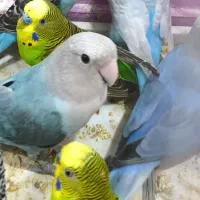 یک جفت کوتوله فروشی (فوری)