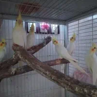 عروس هلندی رام ودستی وطوطی ماده
