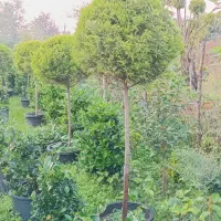 گیاهان بیرونی|خدمات باغبانی و درختکاری|چاف و چمخاله, |دیوار