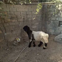 بره کله زنگی|حیوانات مزرعه|صمصامی, |دیوار