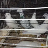 زاجر . حمال . سوسک . کشتنی|پرنده|یزد, |دیوار