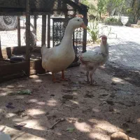 اردک سفید  نر  محلی