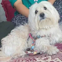 گمشده شیتزوپسر۴ساله سفیدوکرم رنگ|سگ|شیراز, شیشهگری|دیوار