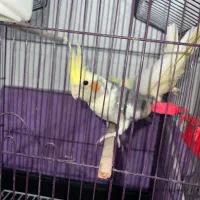 عروس هلندی مولد|پرنده|رشت, گیل|دیوار