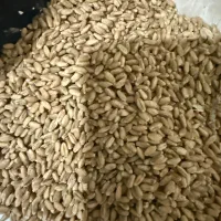 گندم آفتاب
