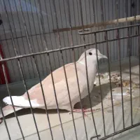 کبوتر تزئینی|پرنده|تهران, ائمه اطهار|دیوار