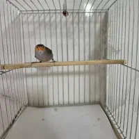 فنچ لپ نارنجی