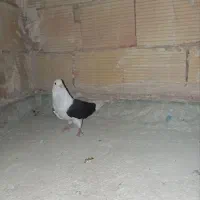 کبوتر مسافتی|پرنده|پاکدشت, پاکدشت (مامازند)|دیوار