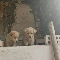 شنزو