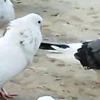 کبوتر پشتار ماده