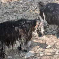 20بز
