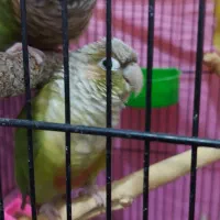 جفت گرینچیک و کوتوله مولد