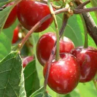 نهال گردو بادام هلو سیب آلو زردآلو آلبالو گیلاس|خدمات باغبانی و درختکاری|دورود, |دیوار