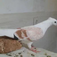 ماده نباتی ده پر