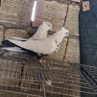 کبوتر دورگ و رنگی