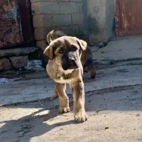 توله پژدر