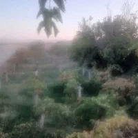 باغ