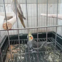 عروس هلندی