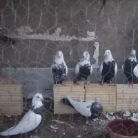 کفتر (سینه ای)|پرنده|اسدآباد, |دیوار