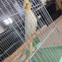 عروس هلندی