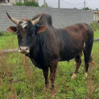 ورزا چالوسی ورزاکوله گاونر