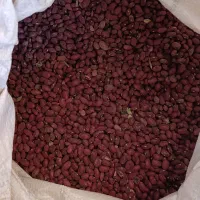 فروش لوبیا چیتی و قرمز کیلوی ۱۶۵و چیتی۲۷۰