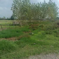 زمین باغی|فروش دفتر صنعتی، کشاورزی، تجاری|خمام, |دیوار