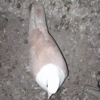 کبوتر رنگی|پرنده|گنبد کاووس, |دیوار