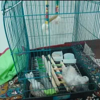 قفس عروس هلندی|لوازم جانبی حیوانات|مینودشت, |دیوار