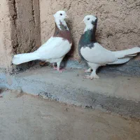 یک جفت کفتر طوقی