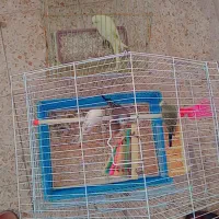 فروش مرغ عشق