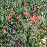فروش-باغ-در-اباری