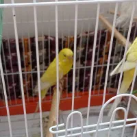 مرغ عشق لوتینو|پرنده|بندر امام خمینی, |دیوار