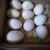 تخم باقلمون