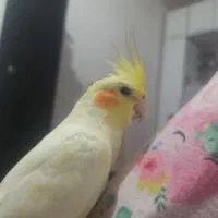 عروس هلندی گم شده