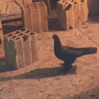 قره لوتی|پرنده|خسروشاه, |دیوار