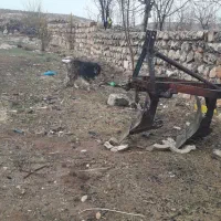 سگ پاکوتان|سگ|اسلامآباد غرب, |دیوار