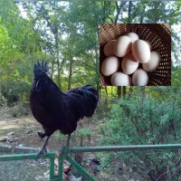 تخم مرغ نطفه دار نژاد ایام سمانی