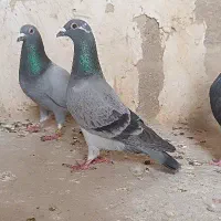 ماده مسافتی